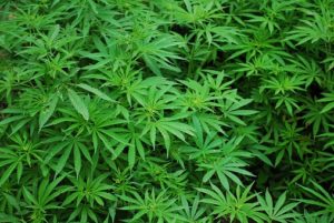 cannabis foliage
