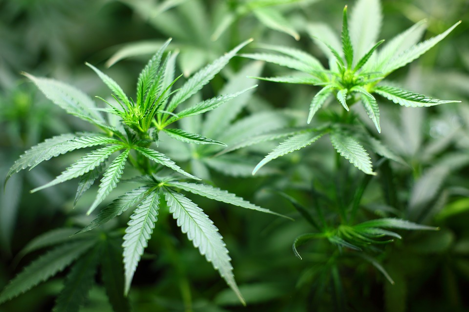 cannabis plant